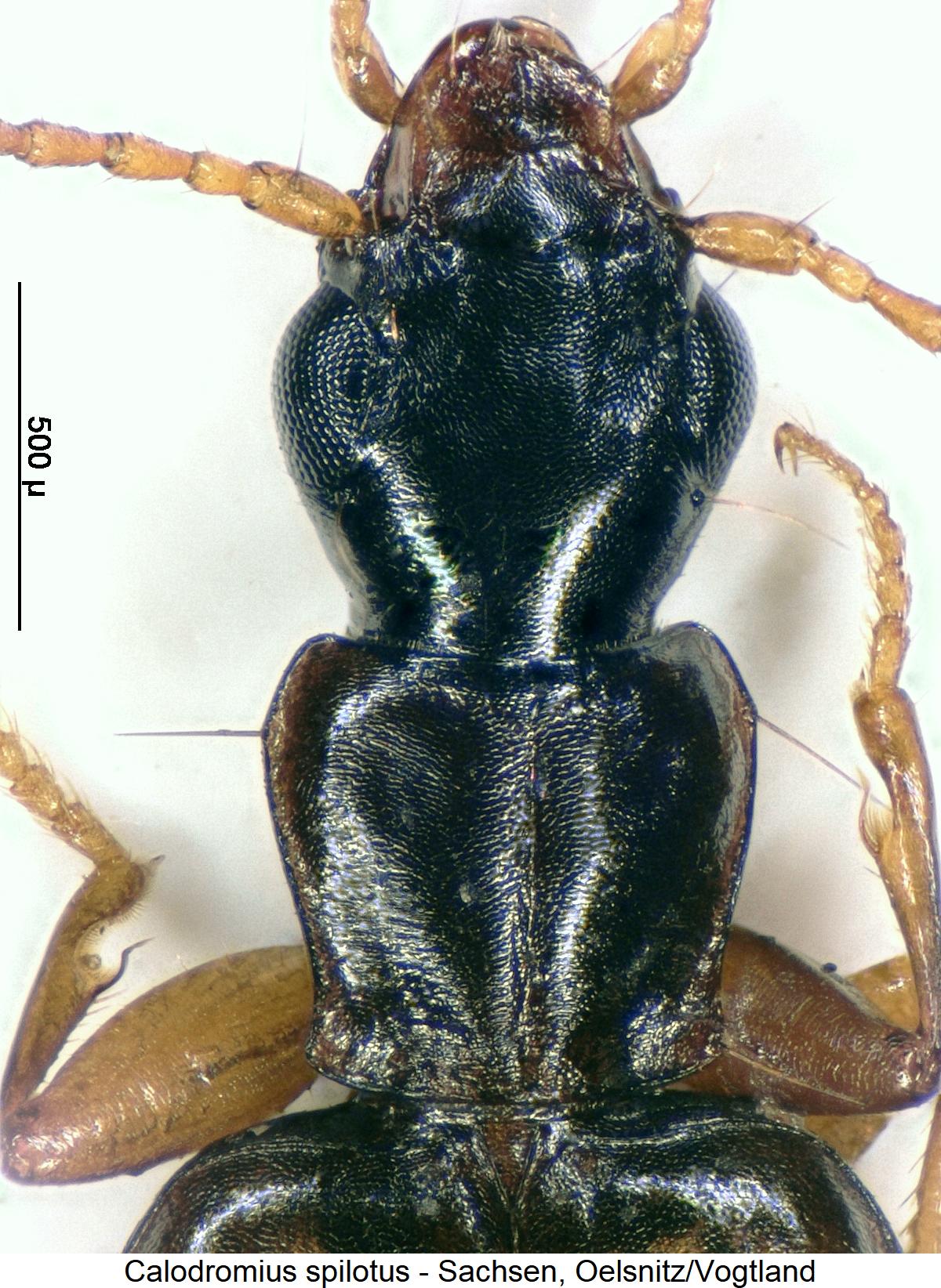 calodromius_spilotus_vk1.jpg