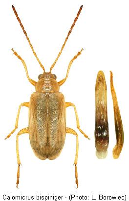 calomicrus_bispiniger.jpg