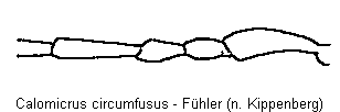 calomicrus_circumfusus_f.gif