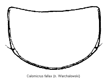 calomicrus_fallax_hsch.gif