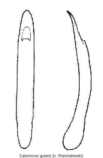 calomicrus_gularis.gif