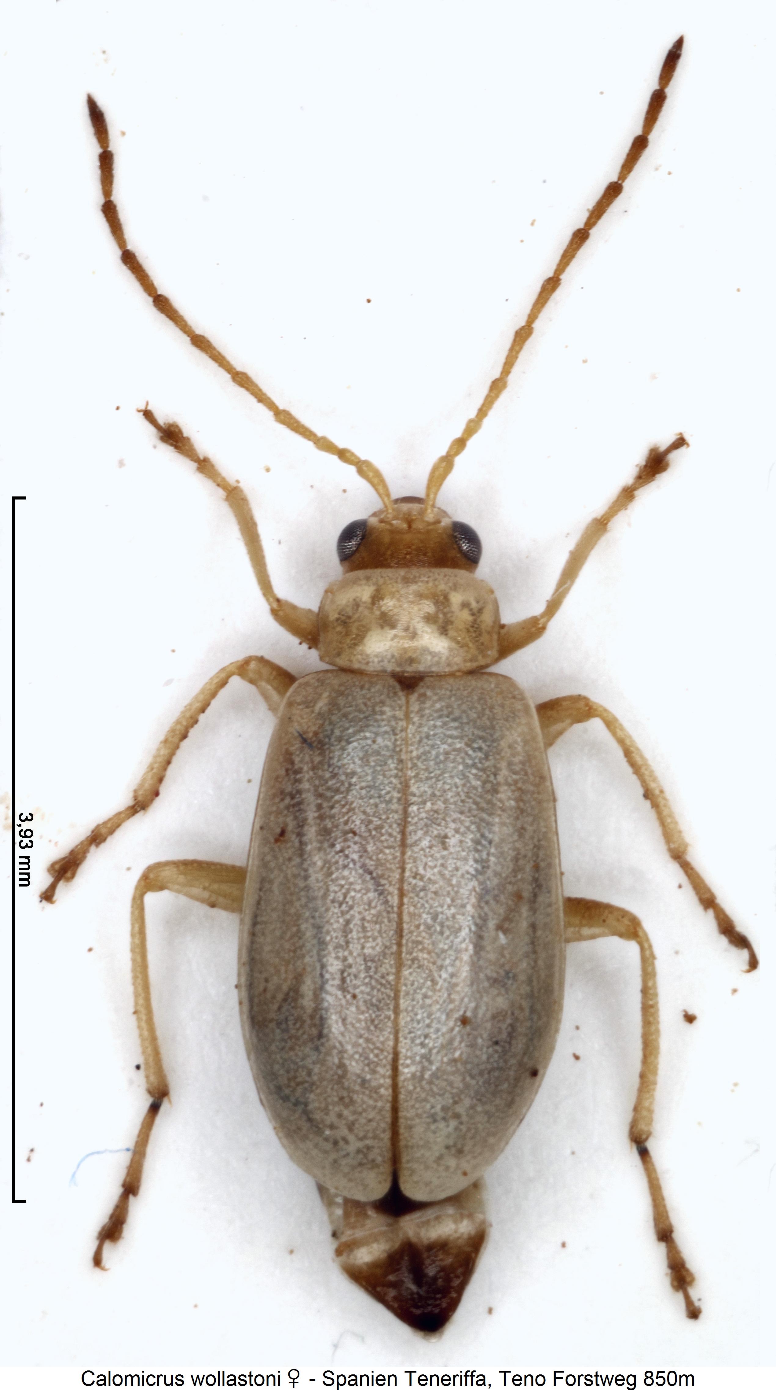 calomicrus_wollastoni_w_hab.jpg