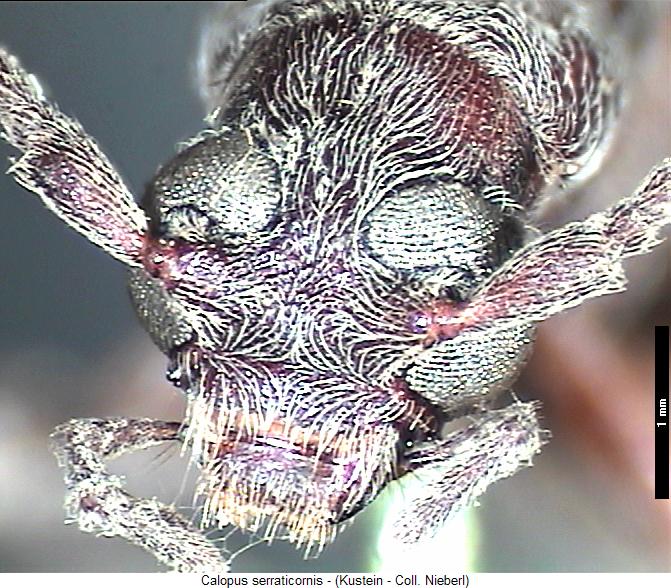 calopus_serraticornis_k.jpg