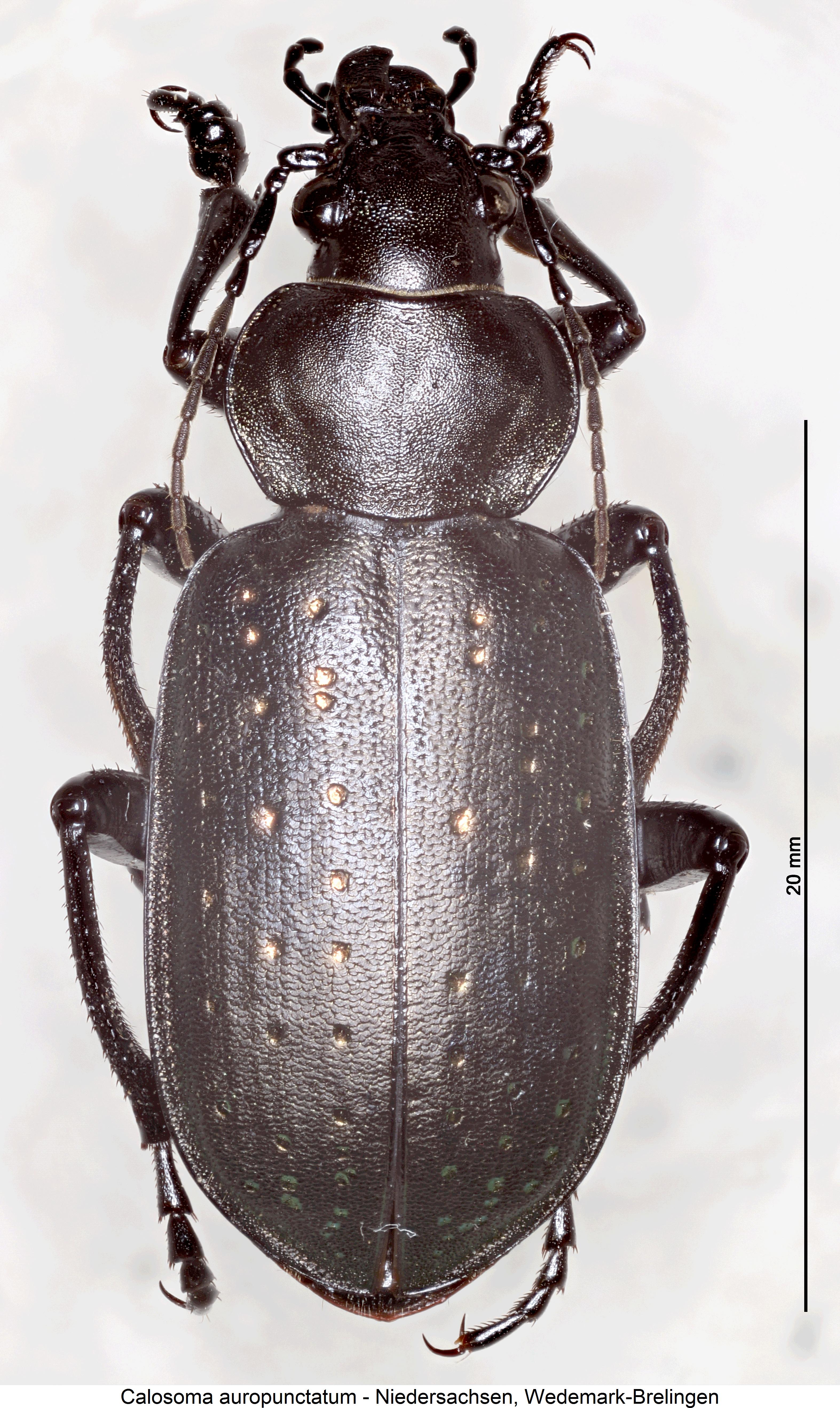 calosoma_auropunctatum_hab2.jpg