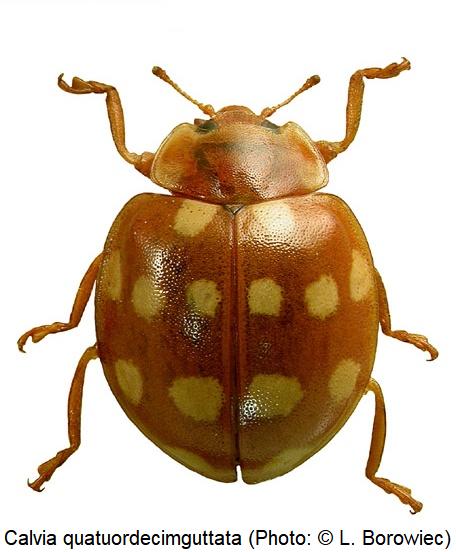 calvia_quatuordecimguttata_hab.jpg