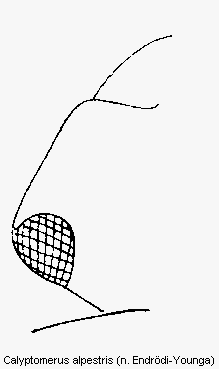 calyptomerus_alpestris_k.gif