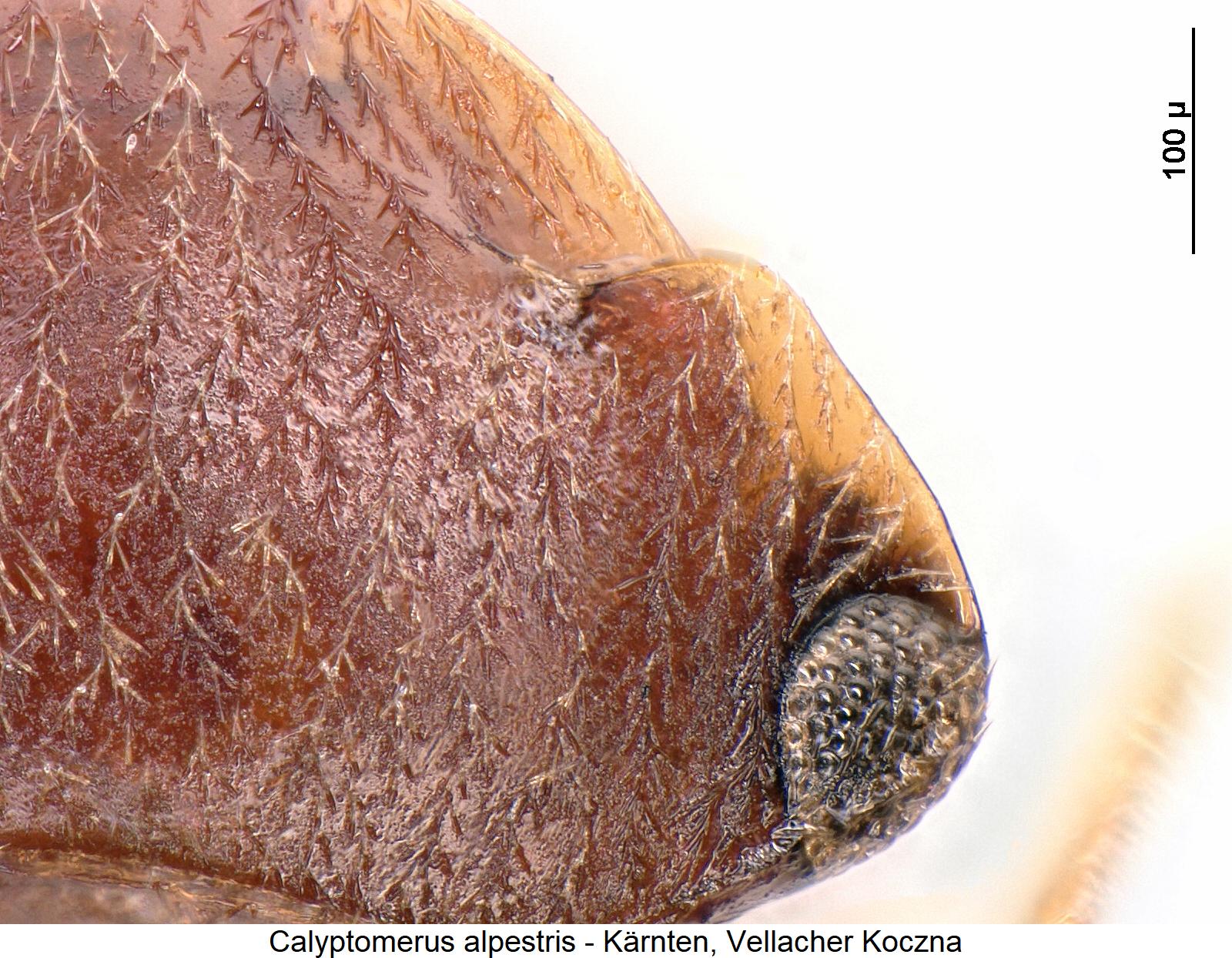 calyptomerus_alpestris_k.jpg