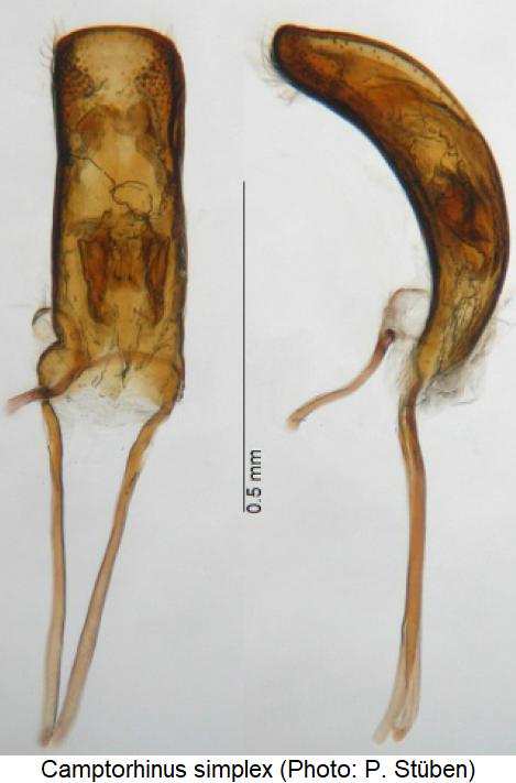 camptorhinus_simplex.jpg