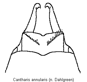 cantharis_annularis.gif