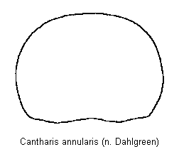 cantharis_annularis_hsch.gif