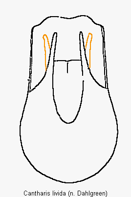 cantharis_livida.gif
