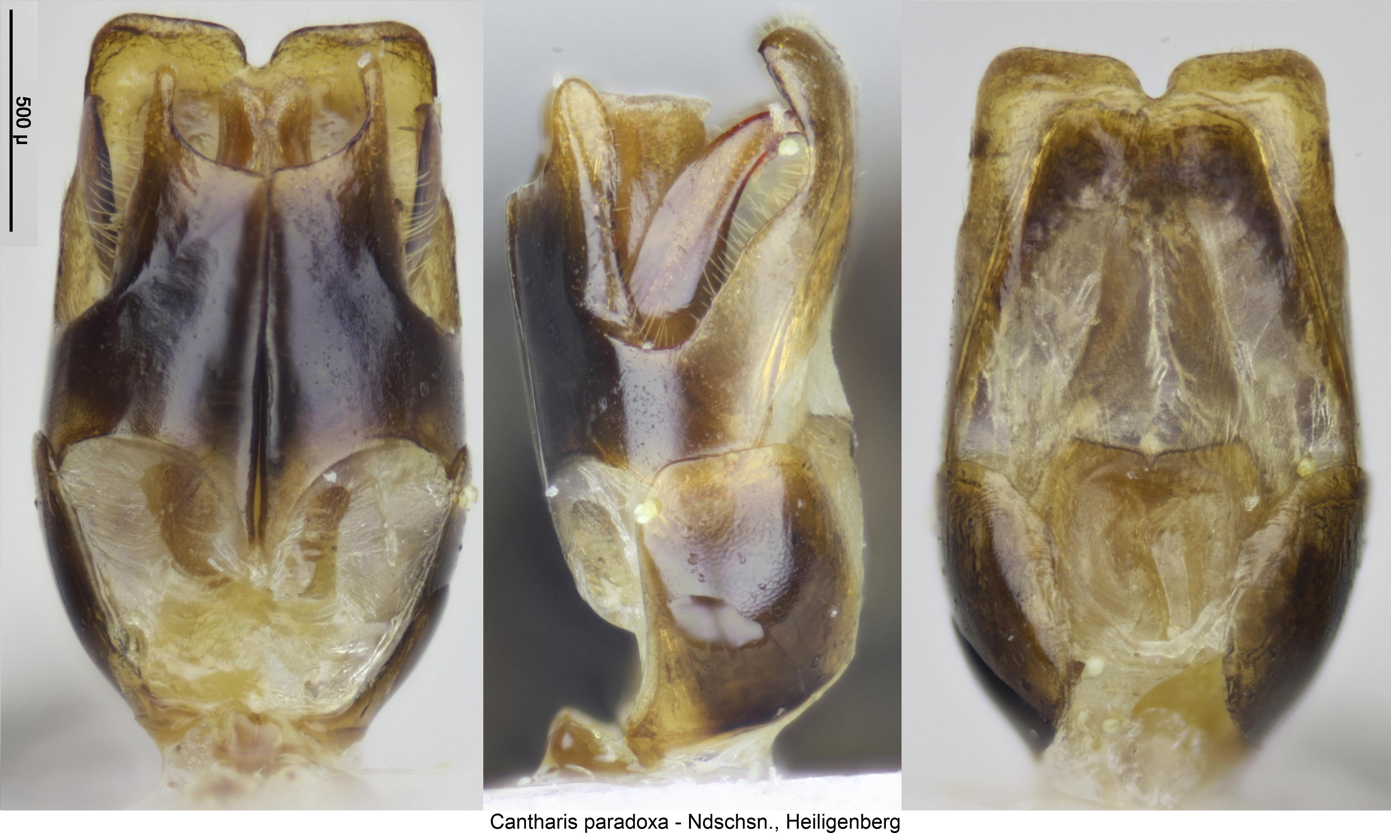 cantharis_paradoxa.jpg