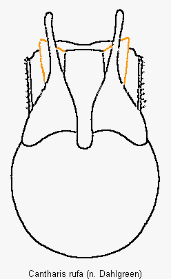 cantharis_rufa.gif