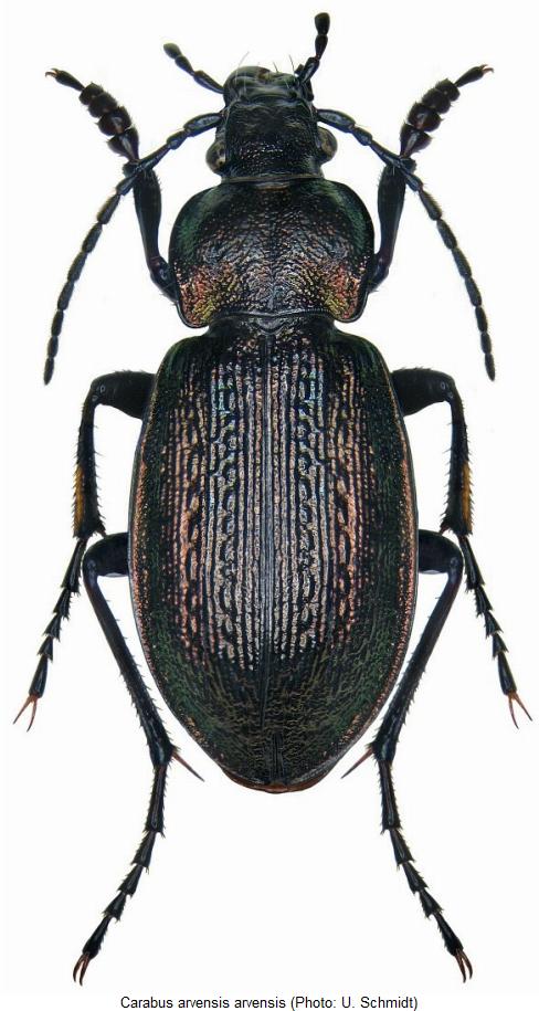 carabus_arvensis_hab.jpg