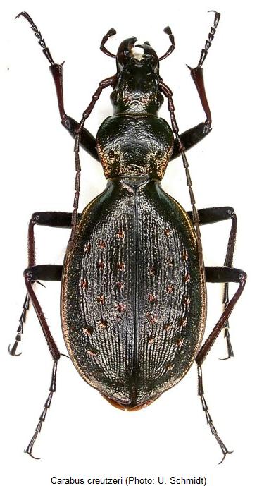 carabus_creutzeri_hab.jpg