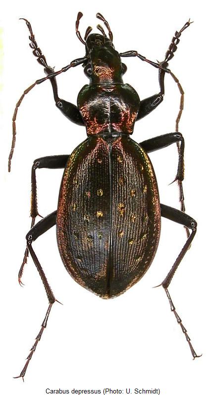 carabus_depressus_hab.jpg