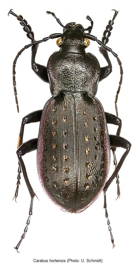 carabus_hortensis_hab.jpg