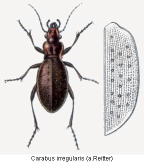 carabus_irregularis_rtt.jpg