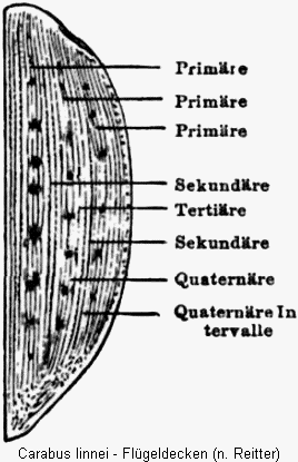 carabus_linnei_fld.gif