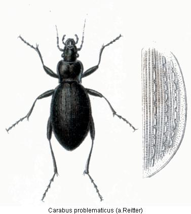 carabus_problematicus_rtt.jpg