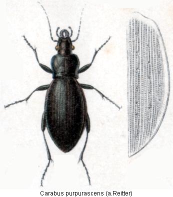 carabus_purpurascens_rtt.jpg