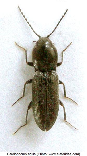 cardiophorus_agilis_hab.jpg