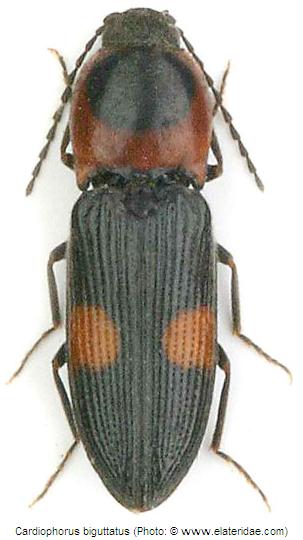 cardiophorus_biguttatus_hab.jpg