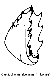 cardiophorus_ebeninus_bursa.gif