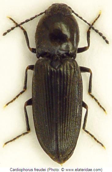 cardiophorus_freudei_hab.jpg