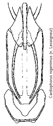 cardiophorus_nigerrimus.gif