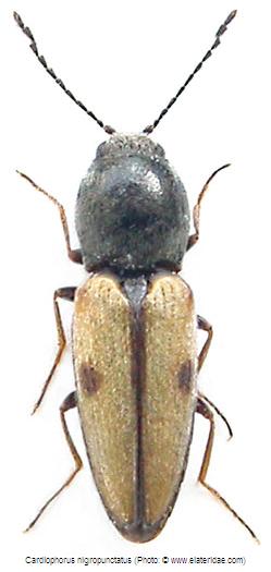 cardiophorus_nigropunctatus_hab.jpg