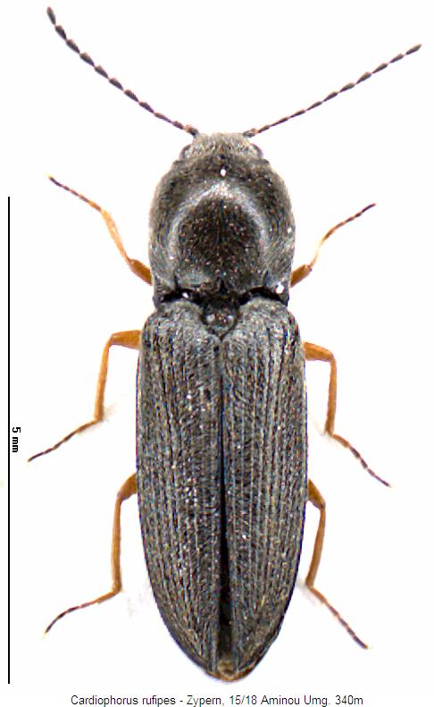 cardiophorus_rufipes_hab.jpg