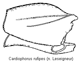 cardiophorus_rufipes_hsch.gif