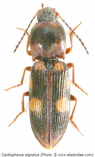 cardiophorus_signatus_hab.jpg