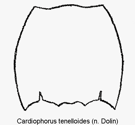 cardiophorus_tenelloides_hsch.gif