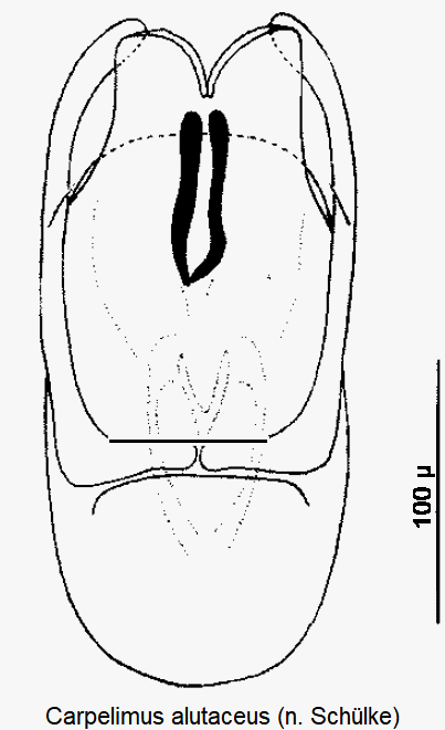 carpelimus_alutaceus.gif