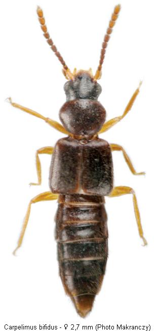 carpelimus_bifidus_hab.jpg