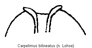 carpelimus_bilineatus_aed.gif