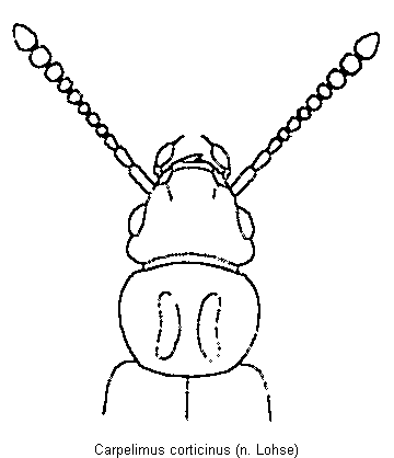 carpelimus_corticinus_vk.gif