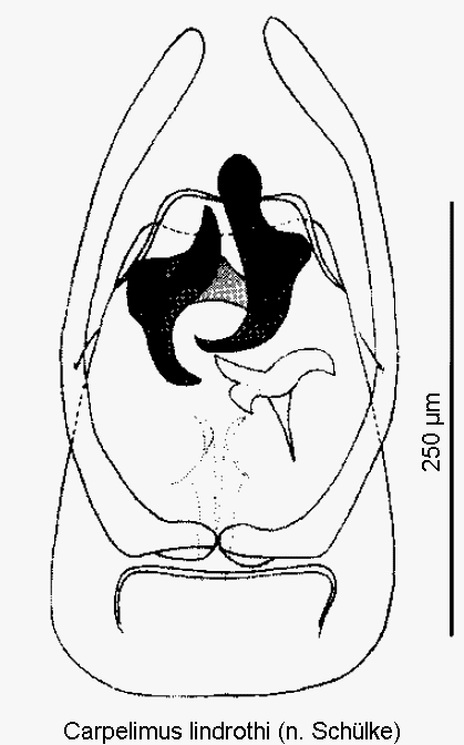 carpelimus_lindrothi.gif