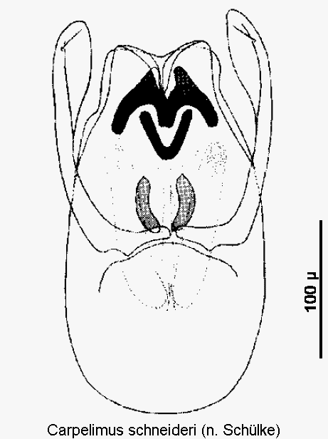 carpelimus_schneideri.gif