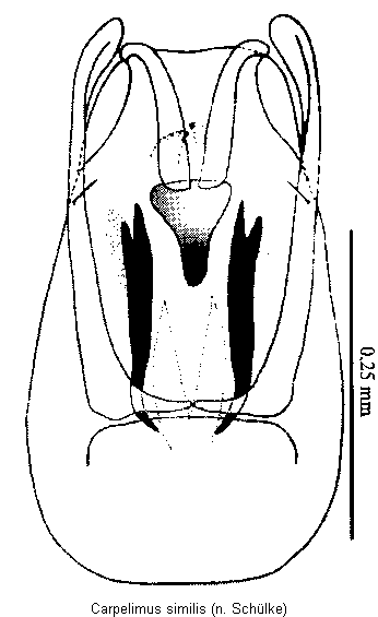 carpelimus_similis2.gif