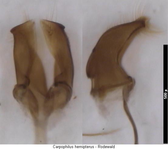 carpophilus_hemipterus.jpg