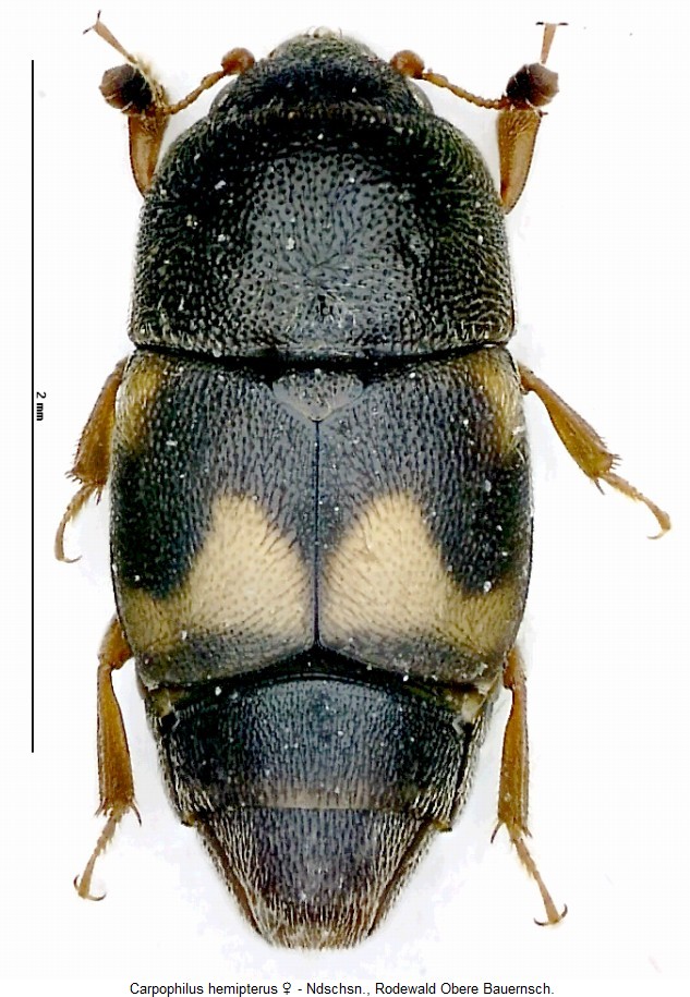 carpophilus_hemipterus_hab.jpg