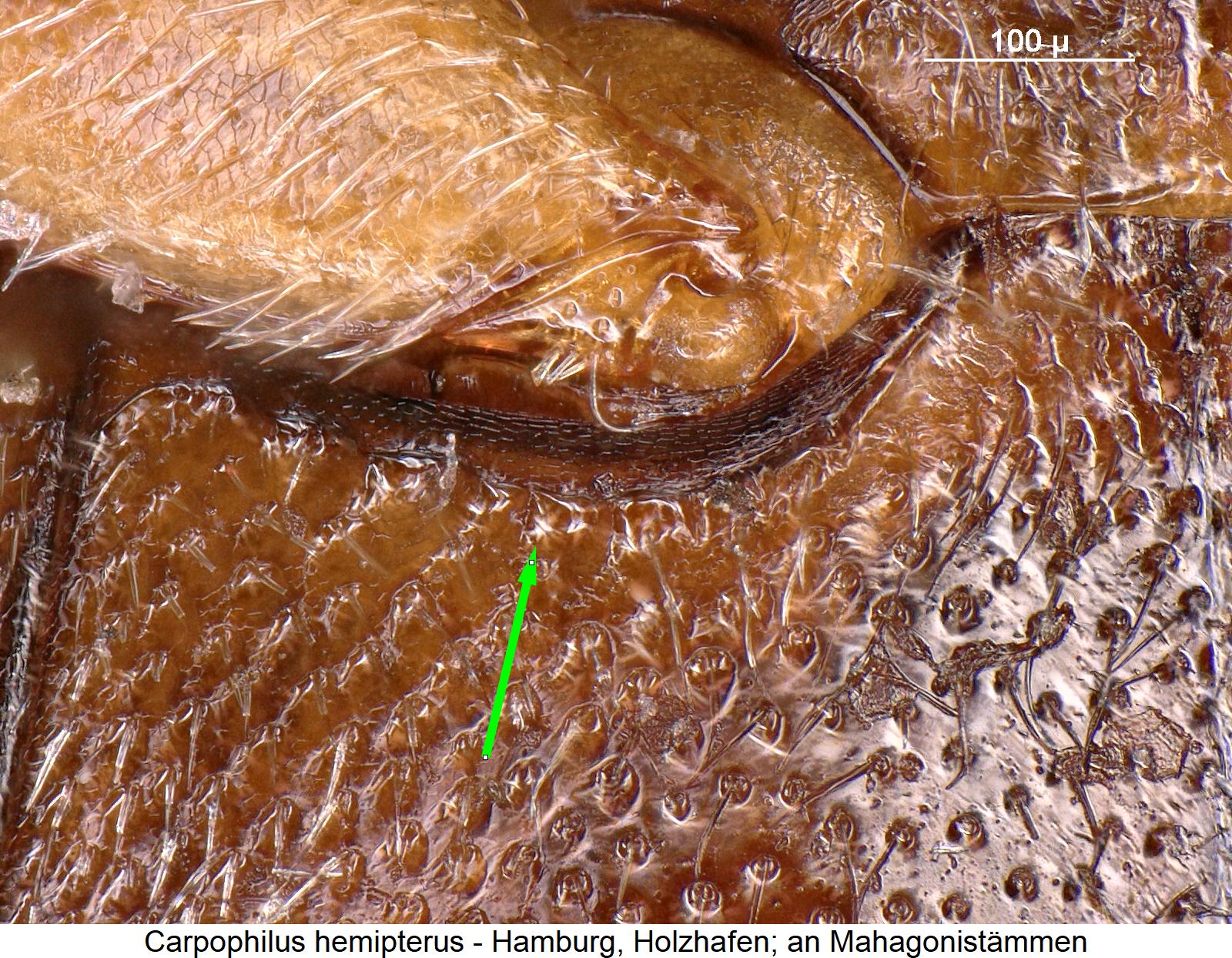 carpophilus_hemipterus_hbr1.jpg