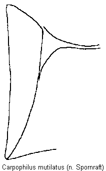 carpophilus_mutilatus_mbr.gif