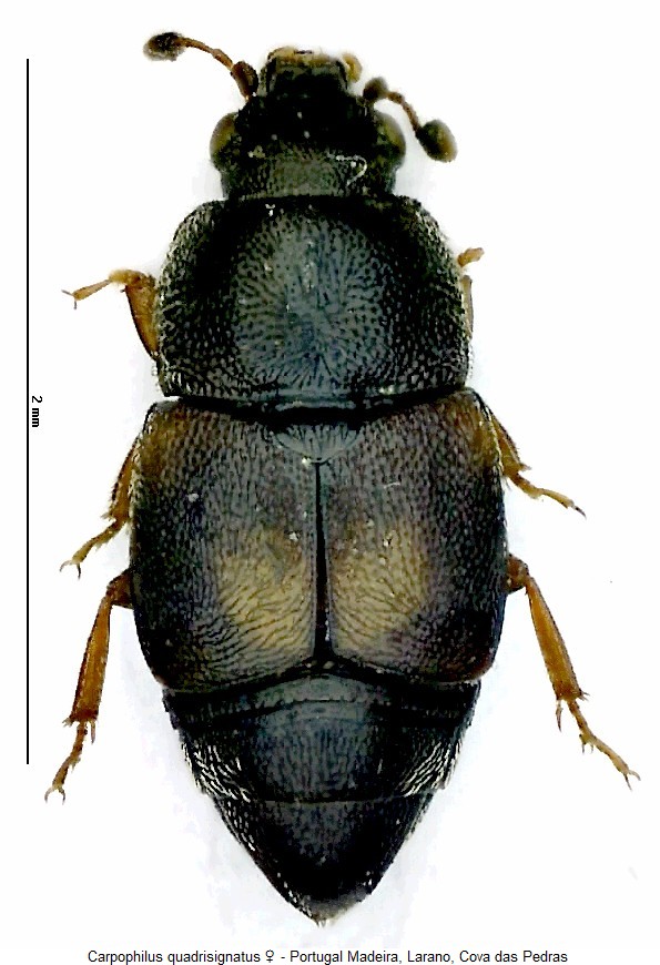 carpophilus_quadrisignatus_hab.jpg