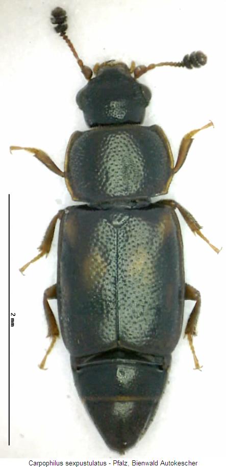 carpophilus_sexpustulatus_hab.jpg