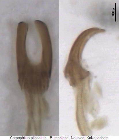 carpophilus_truncatus.jpg