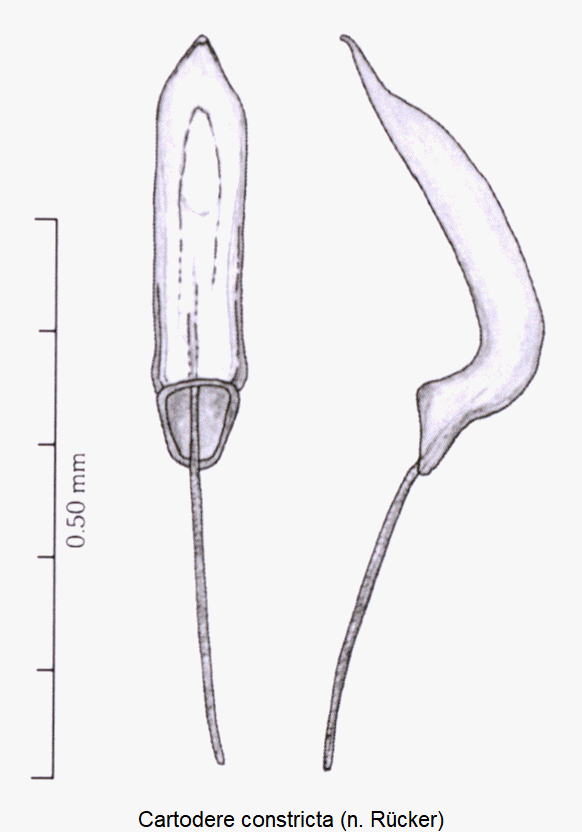 cartodere_constricta.gif
